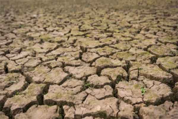 झारखंड में सूखे की आहट: सामान्य से 60% कम बरसे बदरा, खरीफ फसलों पर गहराया संकट