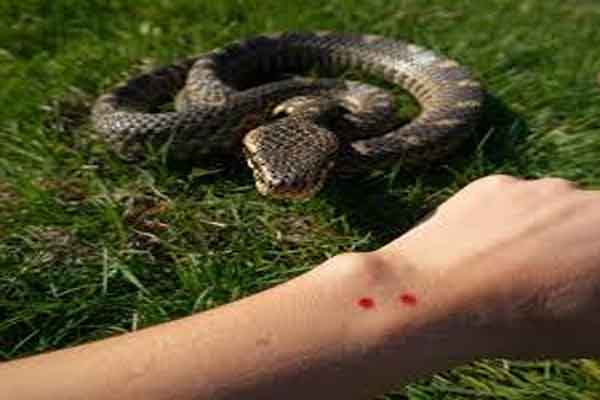 Jharkhand News: Snake Bite के मामलों में लगातार इजाफा, 4 साल में 9 हजार से ज्यादा केस