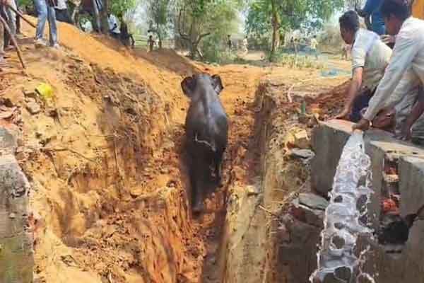 कुएं में गिरे हाथी के बच्चे को किया गया रेस्क्यू, करीब 6 घंटे के बाद निकला बाहर