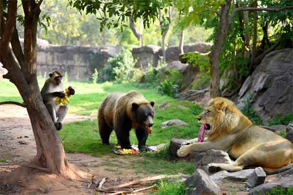 झारखंड में बंदर,भालू,शेर को राहत, अफसरों का दाना पानी बंद