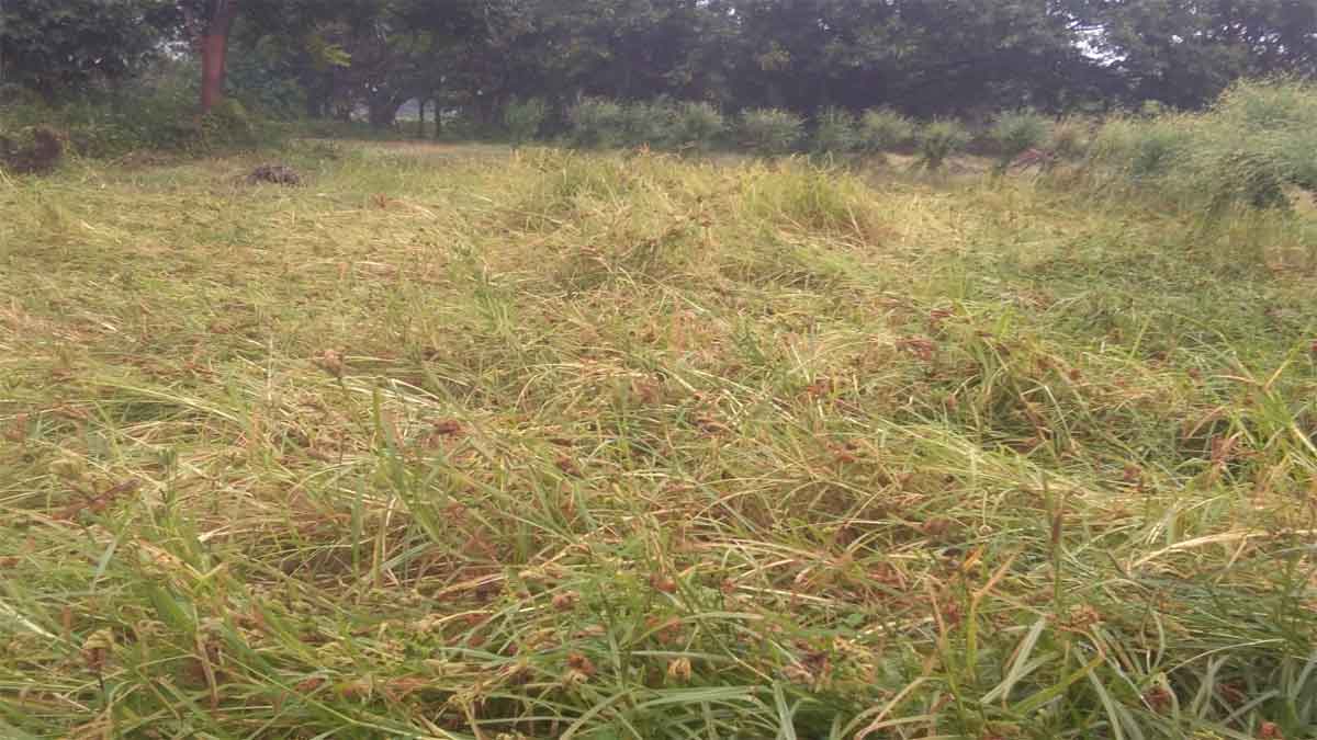 चक्रवात अर्नब का असर:  खेत में तैयार मड़ुवा, उड़द और धान की फसलें हो रही बर्बाद