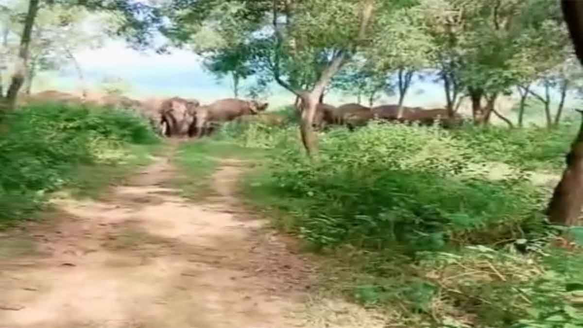 elephant group