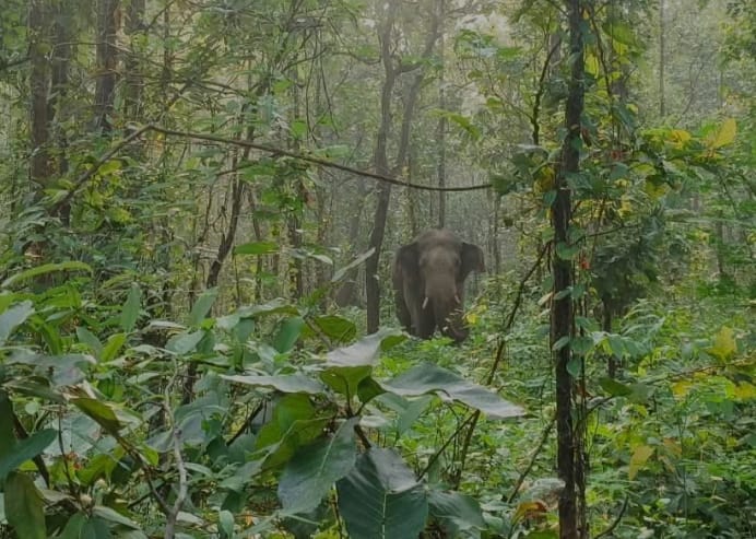 Wild elephant
