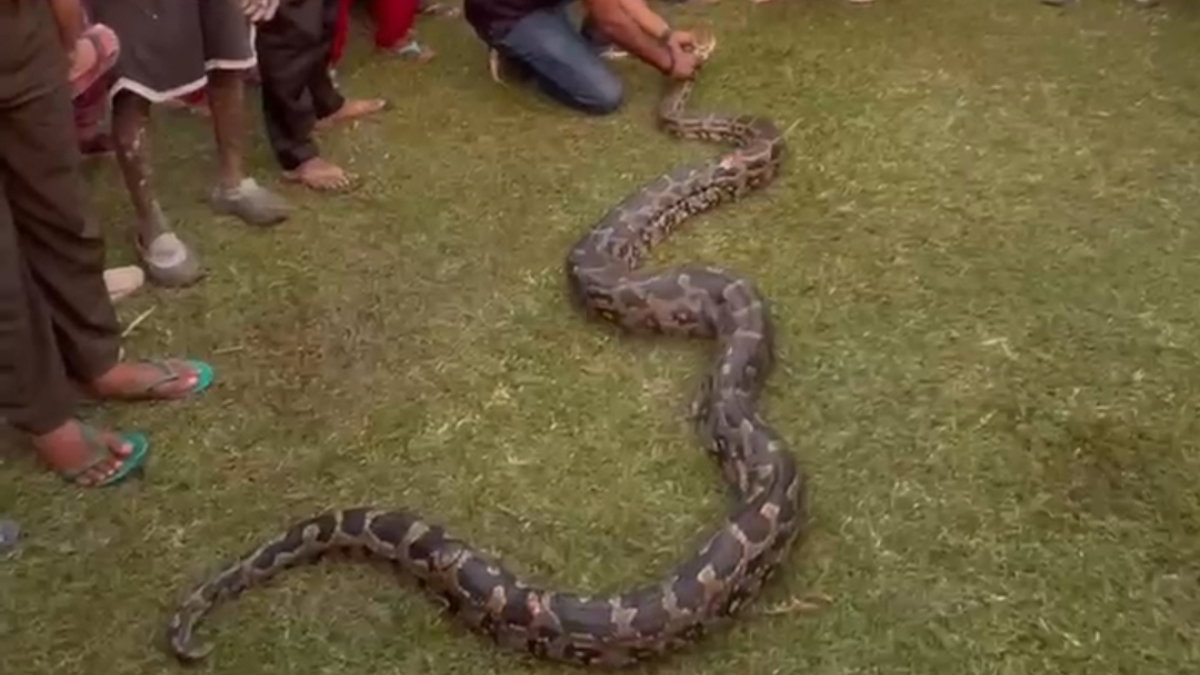 Python rescue