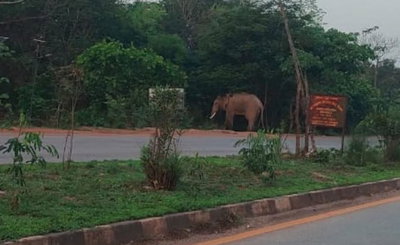 बहरागोड़ा में जंगली हाथी का तांडव: NH-49 पर आ धमका, वाहन चालकों में मची अफरा-तफरी