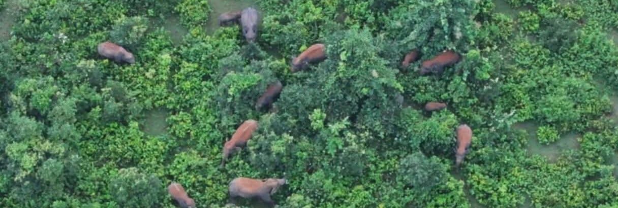 herd of elephants