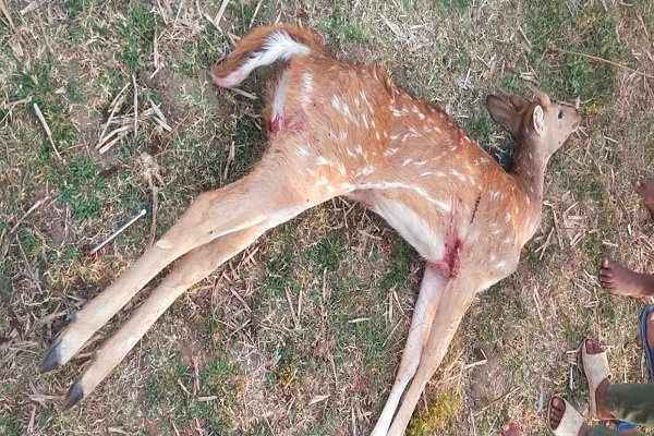 पलामू: कुत्तों के हमले में हिरण की मौत