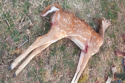 पलामू: कुत्तों के हमले में हिरण की मौत