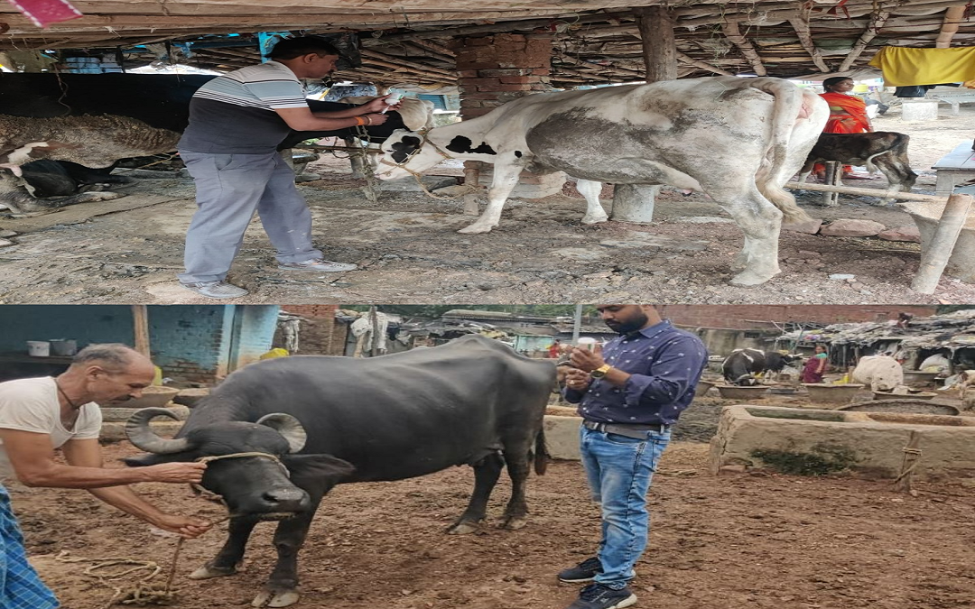 Ramgarh: जिला प्रशासन का पशुपालकों से अपील, टीम के पहुंचने पर जरूर कराएं ‘पशुओं का टीकाकरण’