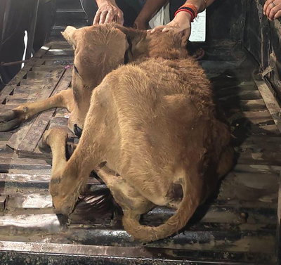 पलामू: उपायुक्त की पहल पर बीमार बछड़े का हुआ रेस्क्यू