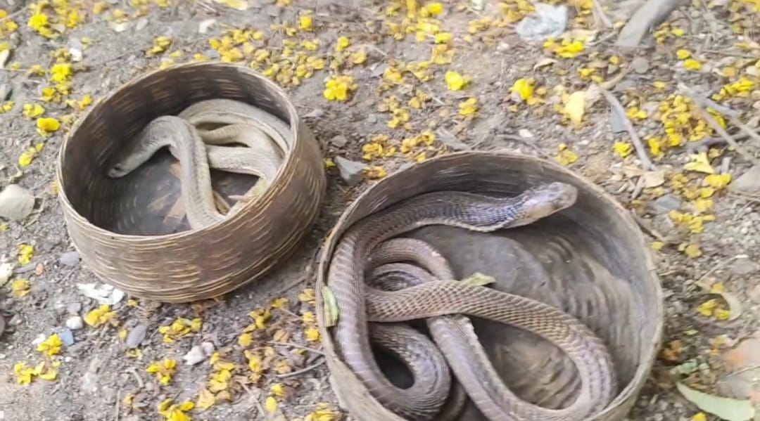 Jamshedpur News: टाटानगर स्टेशन के बाहर दो कोबरा मिलने से दहशत, रेस्क्यू टीम ने सुरक्षित पकड़ा