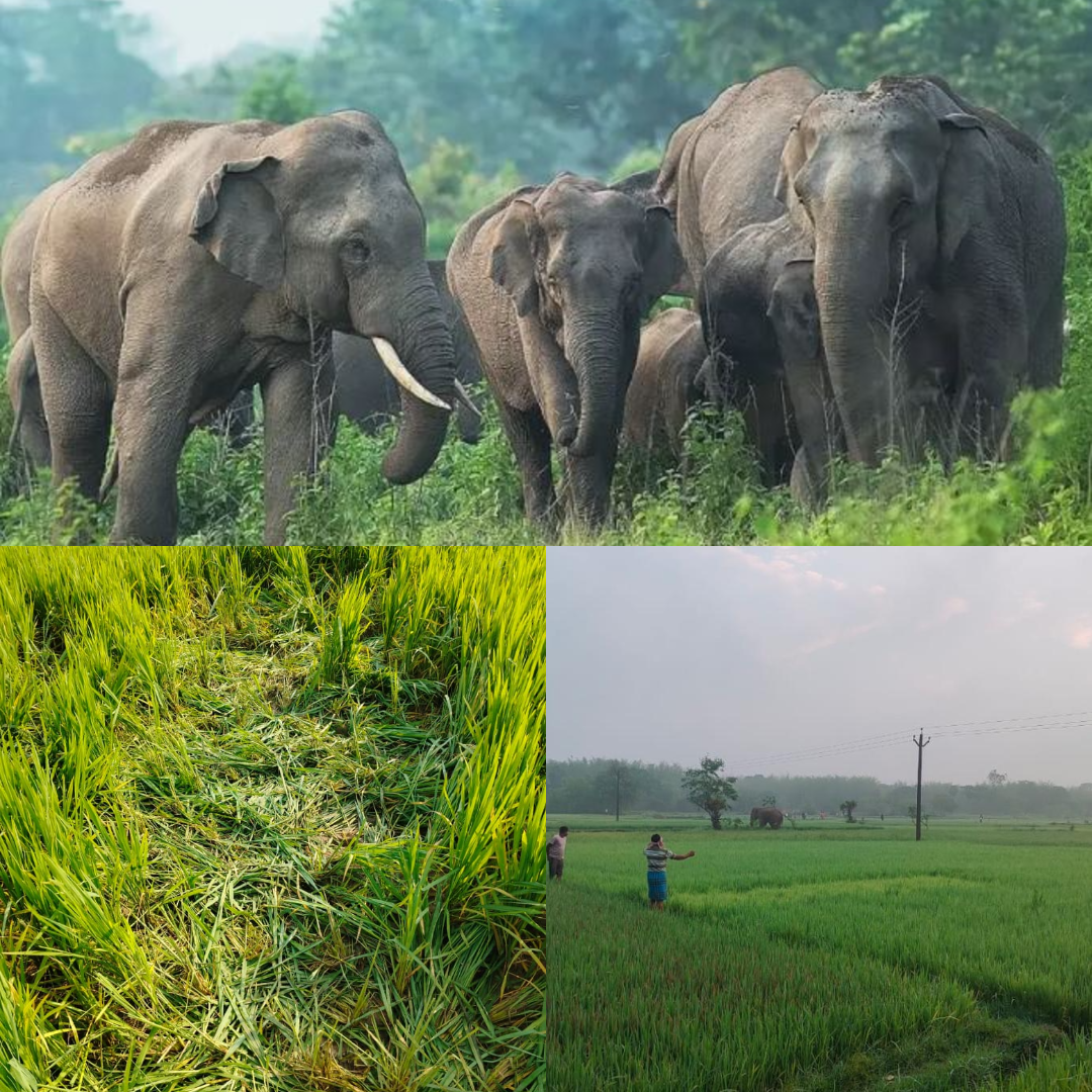 Jamshedpur: लुगाहारा काजू जंगल में 9-10 हाथियों के झुंड का डेरा, ग्रामीणों में दहशत