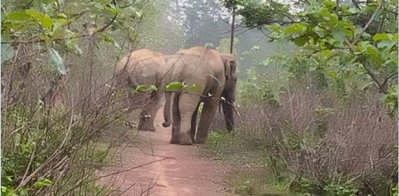 Jamshedpur News: बेनासोली काजू जंगल में हाथियों की धमक से ग्रामीणों में डर, वन विभाग अलर्ट