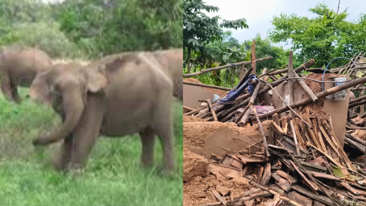 Herds of elephants