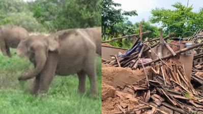 Chaibasa News:  काराखेन्द्रा गांव में हाथियों के झुंड ने घर तोड़ा, क्षेत्र में भय का माहौल