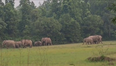Bokaro News: तीन भागों में बंटा हाथियों का झुंड, कई गांवों में अलर्ट, जंगल में पहुंचे डीएफओ