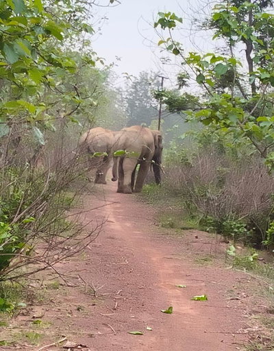 बहरागोड़ा के धानघोरी काजू जंगल में हाथियों का डेरा, ग्रामीणों में दहशत, वनकर्मी मुस्तैद