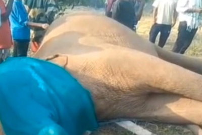 चाईबासा : दंतैल हाथी की संदिग्ध मौत, आम के बगीचे मिला शव, जांच शुरू