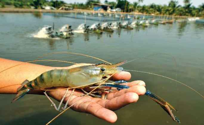 झारखंड में झींगा मछली की बढ़ती खपत पर नई पहल, उत्पादन बढ़ाने का लक्ष्य