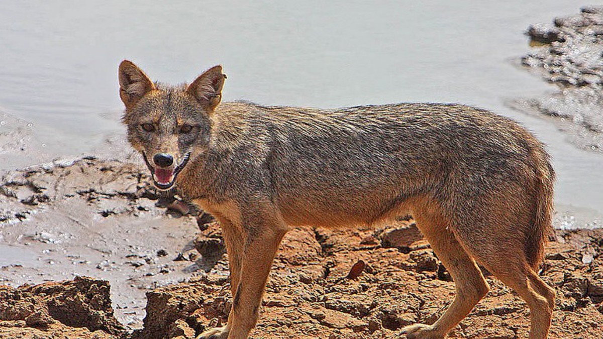 Jackal attack