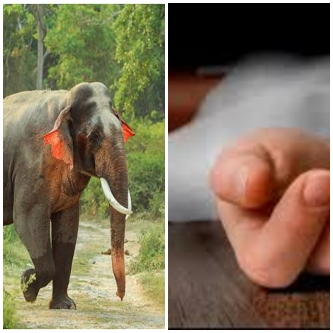 Khunti News: खूंटी में हाथियों का कहर: बुजुर्ग की मौत, दो दिन बाद जंगल में मिला शव