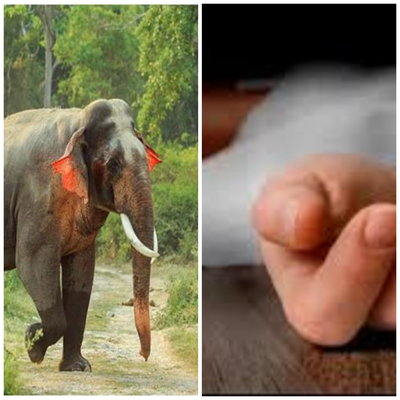 Khunti News: खूंटी में हाथियों का कहर: बुजुर्ग की मौत, दो दिन बाद जंगल में मिला शव