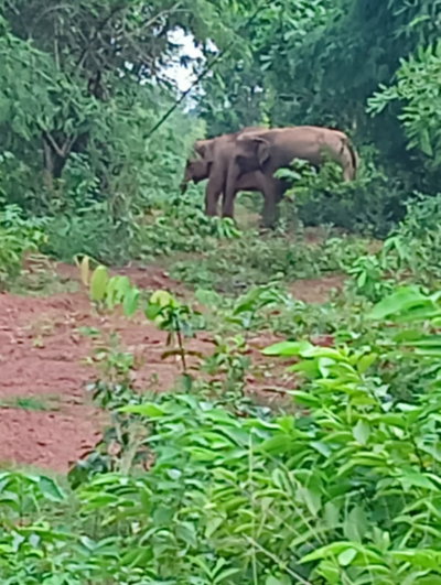 Jamshedpur News: बेनाशोली के जंगल में हाथियों के झुंड ने डाला डेरा, ग्रामीणों में दहशत