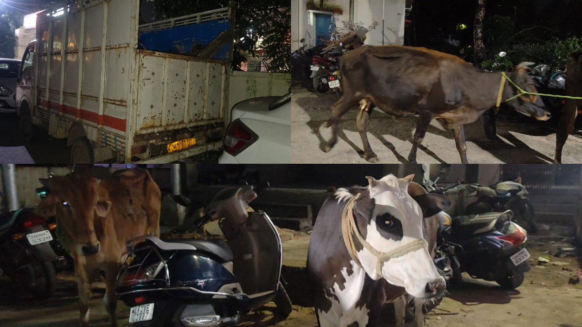 Cattle smuggling