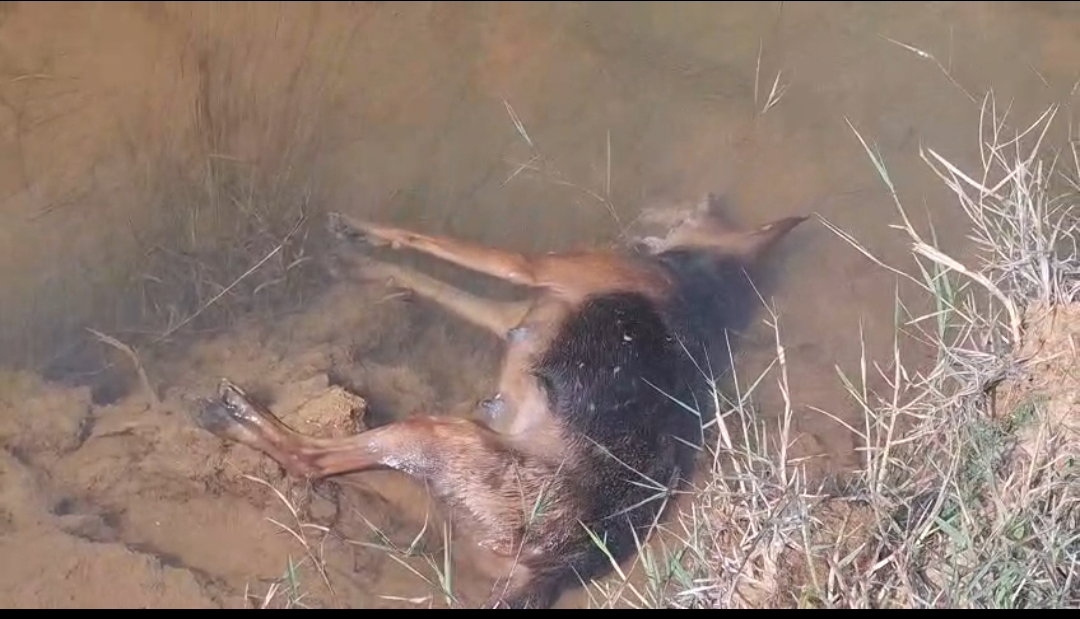 Death of three animals