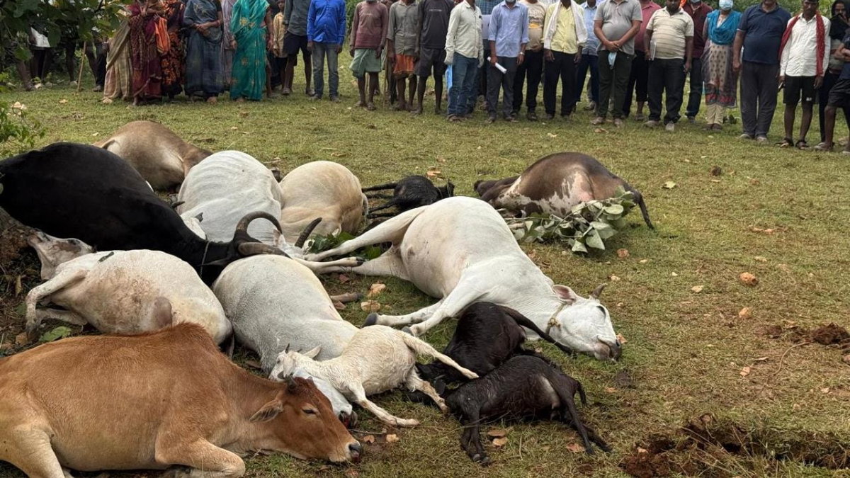 Death of cattle