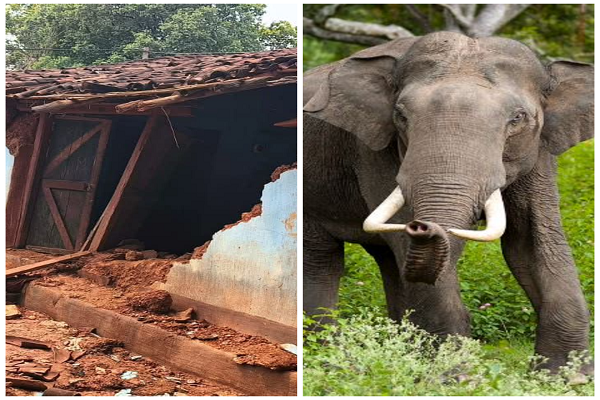 गोईलकेरा: कुईडा में हाथियों ने मचाया उत्पात, घरों को किया क्षतिग्रस्त, फसल किए चट