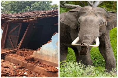 गोईलकेरा: कुईडा में हाथियों ने मचाया उत्पात, घरों को किया क्षतिग्रस्त, फसल किए चट