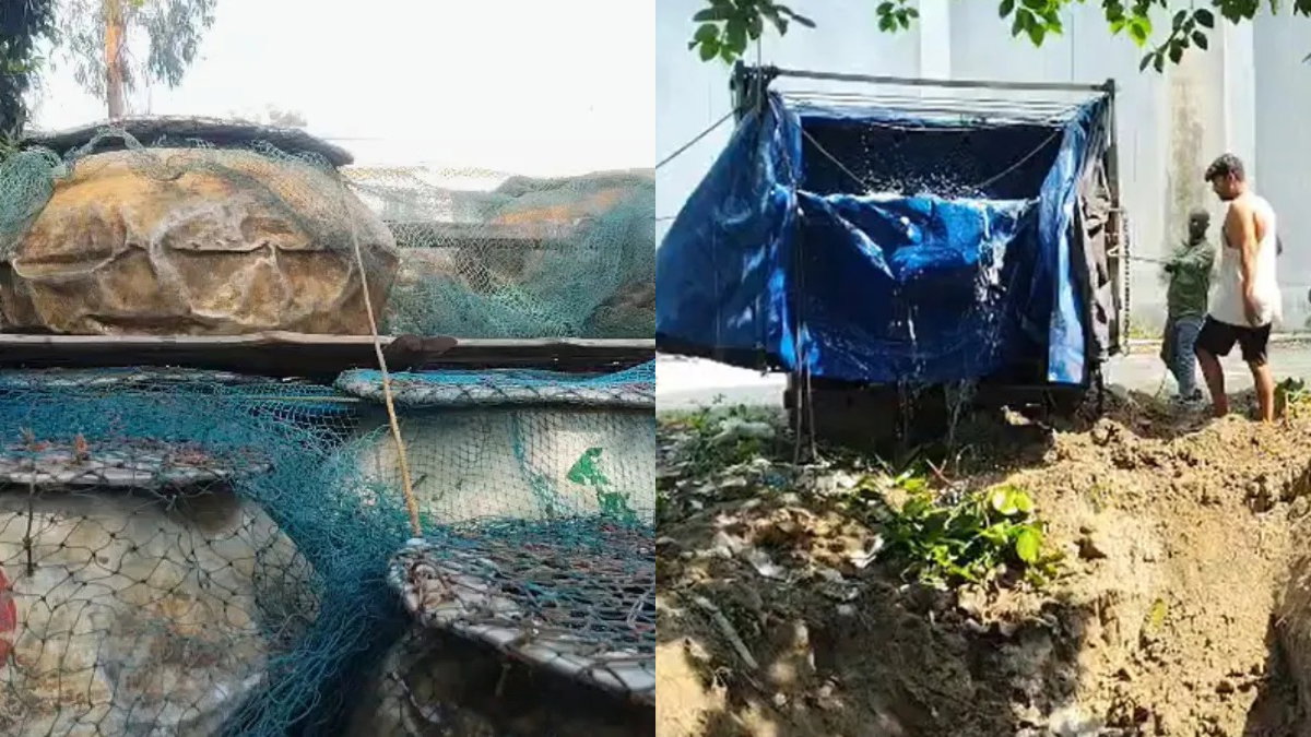 Bihar News: कटिहार में दो ट्रकों से 50 क्विंटल प्रतिबंधित थाई मांगुर जब्त, तीन हिरासत में