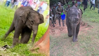 Gumla News: जंगल में झुंड से बिछड़ा नन्हा गजराज अपनी मां से मिला, वन विभाग ने किया था रेस्क्यू