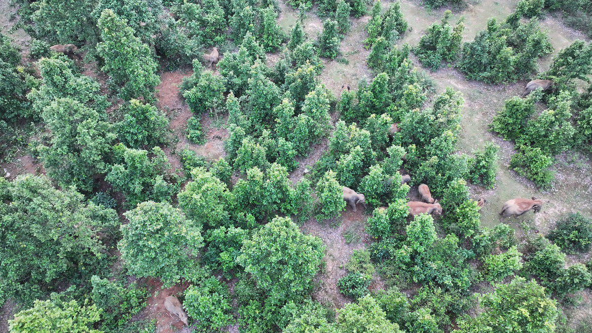 elephants in forest