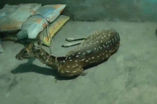 हजारीबाग :  ग्रामीणों की सूझबूझ, हिरण को कुत्तों के हमले से बचाया