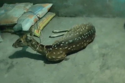 हजारीबाग :  ग्रामीणों की सूझबूझ, हिरण को कुत्तों के हमले से बचाया