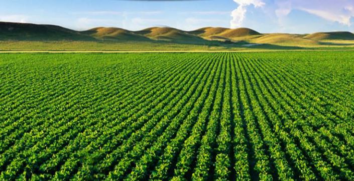 पलामू: फसल बीमा में मिले 2.26 लाख से अधिक फर्जी आवेदन