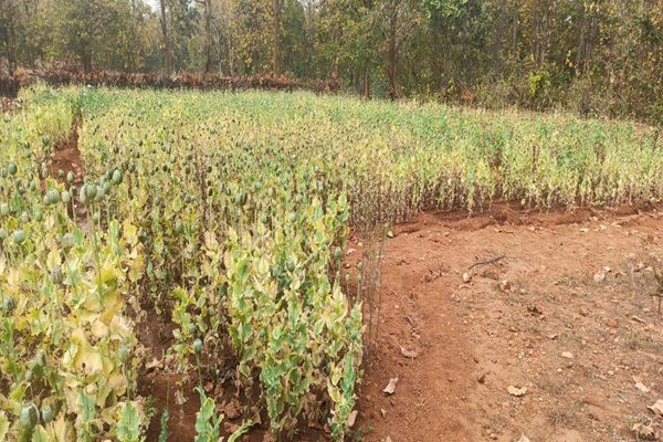 लोहरदगा : 35 डिसमिल में लगी अवैध अफीम की फसल नष्ट, घर से 1.53 किलो अफीम व दो बंदूक बरामद