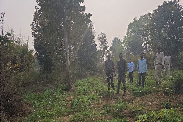 चतरा: वन भूमि पर अफीम की अवैध खेती, पुलिसिया कार्रवाई में 25.5 एकड़ अफीम नष्ट