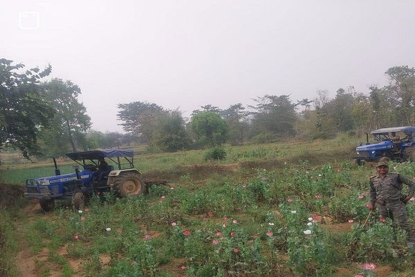 पलामू: अफीम की खेती पर चला ट्रैक्टर, मनातू-छतरपुर में 6.5 एकड़ फसल किया नष्ट