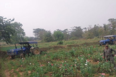 पलामू: अफीम की खेती पर चला ट्रैक्टर, मनातू-छतरपुर में 6.5 एकड़ फसल किया नष्ट