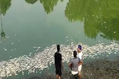 Giridih News :  चिल्ड्रेन पार्क में बने तालाब की हजारों मछलियां मरी, जहर डालने की आशंका