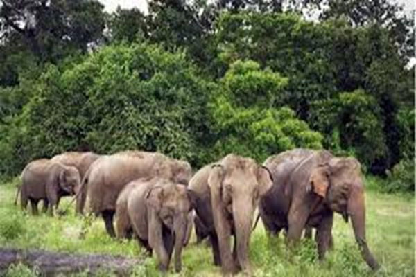 हजारीबाग : जंगली हाथियों का कहर, दंपति को रौंदा, दो दिनों में 7 की मौत