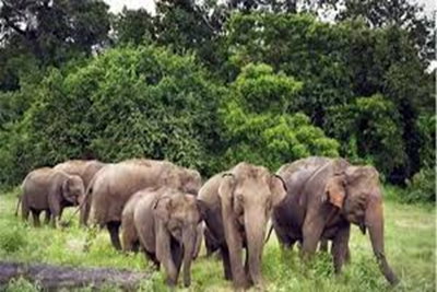 हजारीबाग : जंगली हाथियों का कहर, दंपति को रौंदा, दो दिनों में 7 की मौत