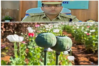 चतरा: अफीम तस्करों पर बड़ी कार्रवाई, 27 सौ एकड़ में लगी अफीम की फसल नष्ट