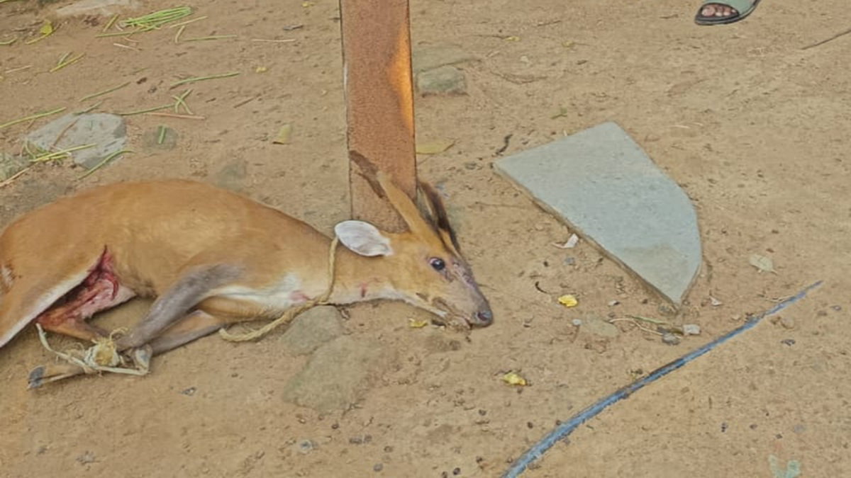 Deer