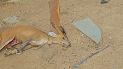 Latehar News :  जंगल से भटककर हिरण का बच्‍चा शहर पहुंचा