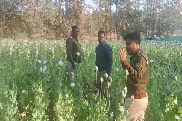 सिमडेगा :  चार एकड़ में लगी अफीम की फसल को पुलिस ने किया नष्ट
