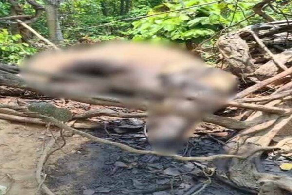 Giridih News : धोबारी जंगल में हाथी की संदिग्ध परिस्थिति में मौत, वन विभाग ने शुरू की जांच